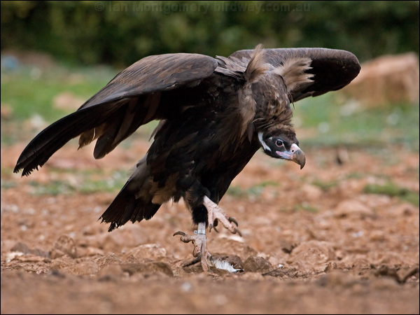 Cinereous Vulture cinereous_vulture_161546.psd
