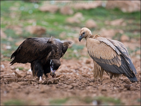 Cinereous Vulture cinereous_vulture_161553.psd