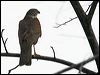 collared_sparrowhawk_62845