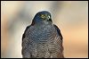 Click here to enter gallery and see photos of Collared Sparrowhawk