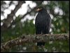 Click here to enter gallery and see photos of Common Black Hawk