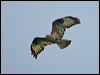 Click here to enter gallery and see photos of Common Buzzard