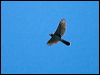Click here to enter gallery and see photos of Cooper's Hawk