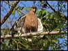 Click here to enter gallery and see photos of Crested Serpent-Eagle