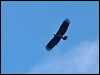 Click here to enter gallery and see photos of Eastern Imperial Eagle