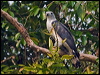 Click here to enter gallery and see photos of Grey-headed Kite