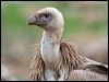 Click here to enter gallery and see photos/pictures/images of Griffon Vulture