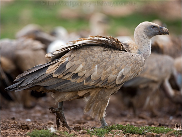 Griffon Vulture griffon_vulture_160873.psd