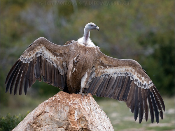 Griffon Vulture griffon_vulture_160885.psd
