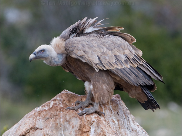 Griffon Vulture griffon_vulture_160890.psd