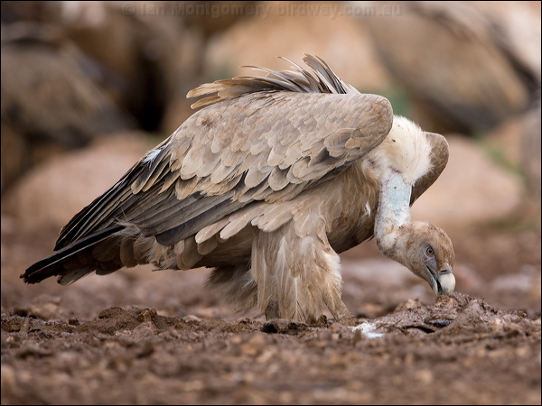 Griffon Vulture griffon_vulture_160904.psd