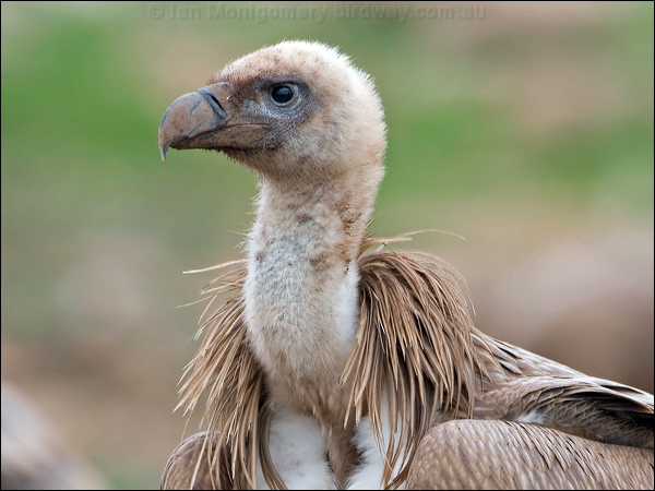 Griffon Vulture griffon_vulture_160985-2.psd