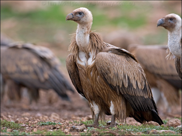 Griffon Vulture griffon_vulture_160985.psd