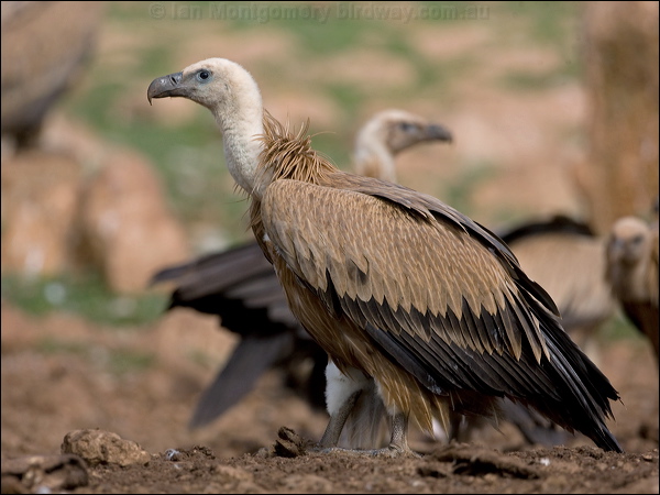 Griffon Vulture griffon_vulture_161256.psd