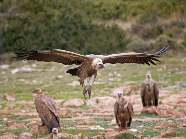 Griffon Vulture griffon_vulture_161508.psd
