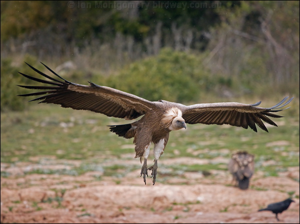 Griffon Vulture griffon_vulture_161510.psd