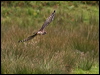 Click here to enter gallery and see photos of Hen Harrier