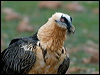 Click here to enter gallery and see photos/pictures/images of Bearded Vulture (Lammergeier)