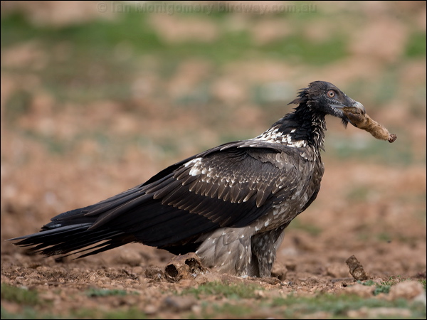 Bearded Vulture (Lammergeier) lammergeier_161381.psd