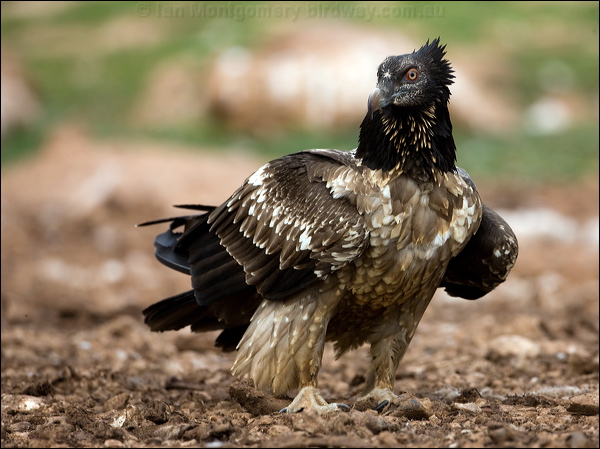 Bearded Vulture (Lammergeier) lammergeier_161384.psd