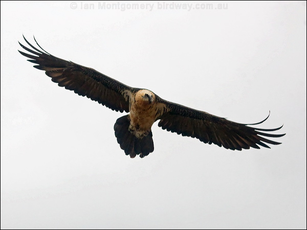 Bearded Vulture (Lammergeier) lammergeier_161465.psd