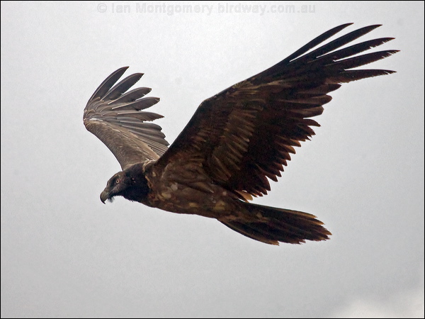 Bearded Vulture (Lammergeier) lammergeier_161475.psd