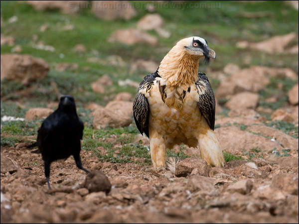 Bearded Vulture (Lammergeier) lammergeier_161584.psd
