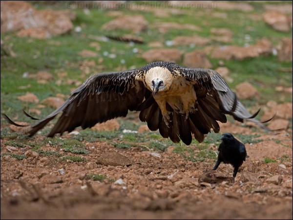 Bearded Vulture (Lammergeier) lammergeier_161586.psd