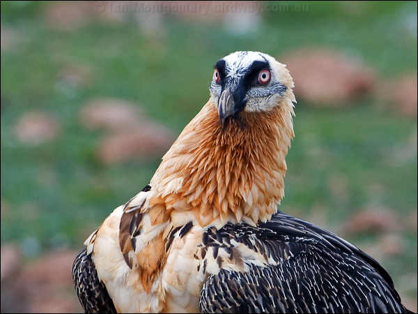 Bearded Vulture (Lammergeier) lammergeier_161645.psd
