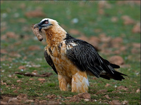 Bearded Vulture (Lammergeier) lammergeier_161654.psd