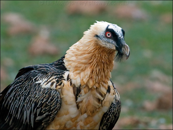 Bearded Vulture (Lammergeier) lammergeier_161683.psd