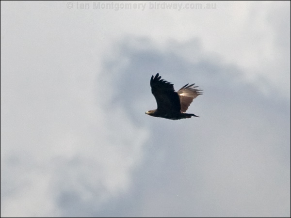 Lesser Spotted Eagle lesser_spot_eagle_169680.psd