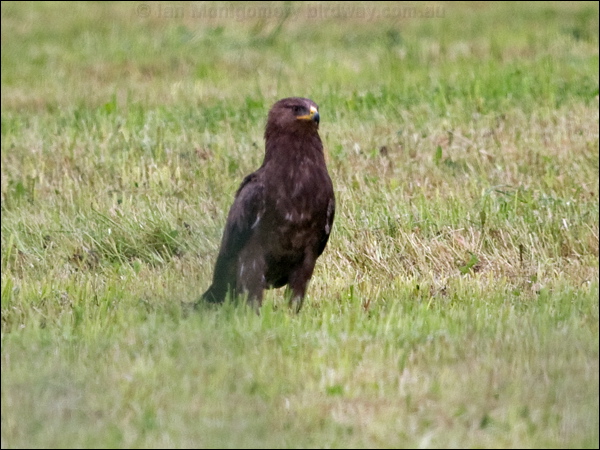 Lesser Spotted Eagle lesser_spot_eagle_169915.psd