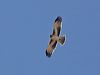 little_eagle_214371