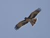 Click here to enter gallery and see photos of Little Eagle