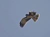little_eagle_215084
