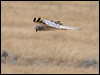 Click here to enter gallery and see photos of Montagu's Harrier