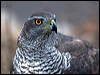 Click here to enter gallery and see photos/pictures/images of Northern Goshawk
