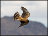 Click here to enter gallery and see photos of Northern Harrier