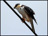 Click here to enter gallery and see photos of Pearl Kite