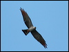 Click here to enter gallery and see photos of Plumbeous Kite