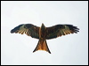 Click here to enter gallery and see photos of Red Kite