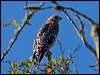 Click here to enter gallery and see photos of Red-shouldered Hawk