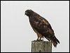 Click here to enter gallery and see photos of Red-tailed Hawk