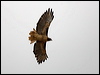 red_tailed_hawk_108852