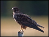 red_tailed_hawk_109713