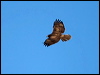 red_tailed_hawk_110043