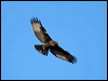 red_tailed_hawk_110046