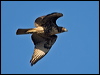 red_tailed_hawk_110084