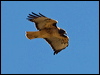 red_tailed_hawk_110209